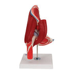 Human Hip Joint Model with Removable Muscles, 7 part - 3B Smart Anatomy