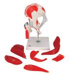 Human Hip Joint Model with Removable Muscles, 7 part - 3B Smart Anatomy