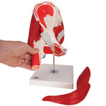 Human Hip Joint Model with Removable Muscles, 7 part - 3B Smart Anatomy