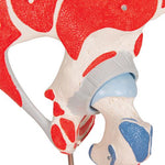 Human Hip Joint Model with Removable Muscles, 7 part - 3B Smart Anatomy