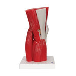 Human Knee Joint Model with Removable Muscles, 12 part - 3B Smart Anatomy