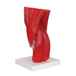 Human Knee Joint Model with Removable Muscles, 12 part - 3B Smart Anatomy