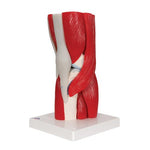 Human Knee Joint Model with Removable Muscles, 12 part - 3B Smart Anatomy