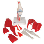 Human Knee Joint Model with Removable Muscles, 12 part - 3B Smart Anatomy
