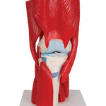 Human Knee Joint Model with Removable Muscles, 12 part - 3B Smart Anatomy