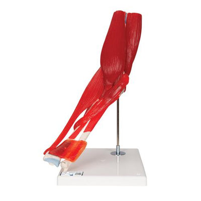 Human Elbow Joint Model with Removable Muscles, 8 parts - 3B Smart Anatomy
