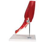 Human Elbow Joint Model with Removable Muscles, 8 parts - 3B Smart Anatomy