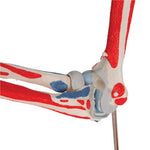 Human Elbow Joint Model with Removable Muscles, 8 parts - 3B Smart Anatomy