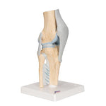 Sectional Human Knee Joint Model, 3 part - 3B Smart Anatomy