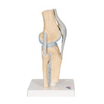 Sectional Human Knee Joint Model, 3 part - 3B Smart Anatomy