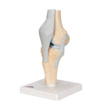 Sectional Human Knee Joint Model, 3 part - 3B Smart Anatomy