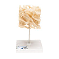 Human Cancellous Bone Model, Enlarged 100 times - 3B Smart Anatomy