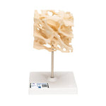 Human Cancellous Bone Model, Enlarged 100 times - 3B Smart Anatomy
