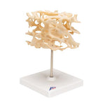 Human Cancellous Bone Model, Enlarged 100 times - 3B Smart Anatomy