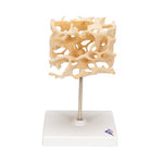 Human Cancellous Bone Model, Enlarged 100 times - 3B Smart Anatomy
