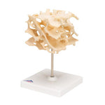 Human Cancellous Bone Model, Enlarged 100 times - 3B Smart Anatomy