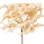 Human Cancellous Bone Model, Enlarged 100 times - 3B Smart Anatomy