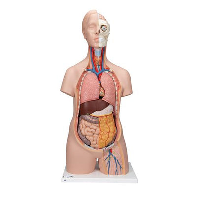 Classic Unisex Human Torso Model, 12 part - 3B Smart Anatomy