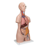 Classic Unisex Human Torso Model, 12 part - 3B Smart Anatomy