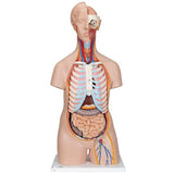Classic Unisex Human Torso Model, 16 part - 3B Smart Anatomy