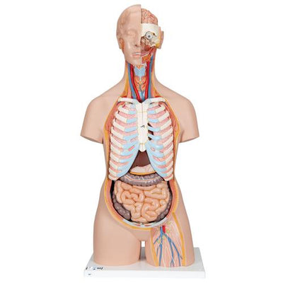 Classic Unisex Human Torso Model with Open Back, 21 part - 3B Smart Anatomy