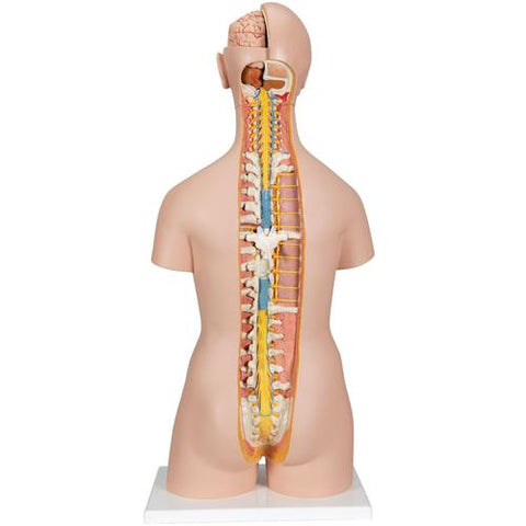 Classic Unisex Human Torso Model with Open Back, 21 part - 3B Smart Anatomy