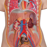 Classic Unisex Human Torso Model with Open Back, 21 part - 3B Smart Anatomy