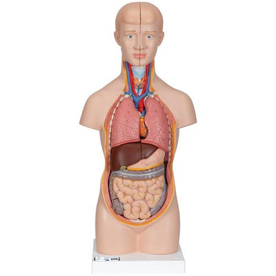 Mini Human Torso Model, 12 part - 3B Smart Anatomy