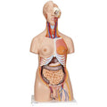 Deluxe Dual Sex Human Torso Model, 24 part - 3B Smart Anatomy