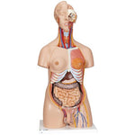 Deluxe Dual Sex Human Torso Model, 24 part - 3B Smart Anatomy