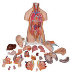 Deluxe Dual Sex Human Torso Model, 24 part - 3B Smart Anatomy