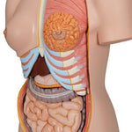 Deluxe Dual Sex Human Torso Model, 24 part - 3B Smart Anatomy