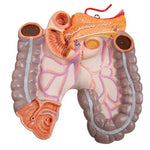 Deluxe Dual Sex Human Torso Model, 24 part - 3B Smart Anatomy