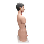 Deluxe Asian Dual Sex Human Torso Model, 18 part - 3B Smart Anatomy