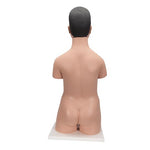 Deluxe Asian Dual Sex Human Torso Model, 18 part - 3B Smart Anatomy