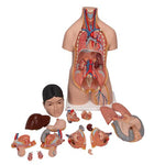 Deluxe Asian Dual Sex Human Torso Model, 18 part - 3B Smart Anatomy