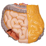 Deluxe Asian Dual Sex Human Torso Model, 18 part - 3B Smart Anatomy