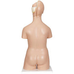 Deluxe Dual Sex Human Torso Model, 20 part - 3B Smart Anatomy