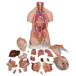 Deluxe Dual Sex Human Torso Model, 20 part - 3B Smart Anatomy