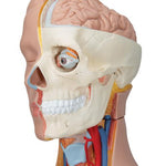 Deluxe Dual Sex Human Torso Model, 20 part - 3B Smart Anatomy