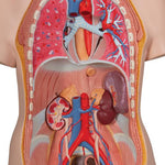 Deluxe Dual Sex Human Torso Model, 20 part - 3B Smart Anatomy