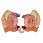 Deluxe Dual Sex Human Torso Model, 20 part - 3B Smart Anatomy