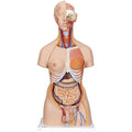 Deluxe Dual Sex Human Torso Model with Opened Back, 28 part - 3B Smart Anatomy