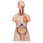 Deluxe Dual Sex Human Torso Model with Opened Back, 28 part - 3B Smart Anatomy
