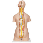 Deluxe Dual Sex Human Torso Model with Opened Back, 28 part - 3B Smart Anatomy