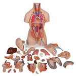 Deluxe Dual Sex Human Torso Model with Opened Back, 28 part - 3B Smart Anatomy