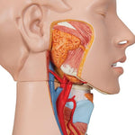 Deluxe Dual Sex Human Torso Model with Opened Back, 28 part - 3B Smart Anatomy