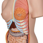Deluxe Dual Sex Human Torso Model with Opened Back, 28 part - 3B Smart Anatomy