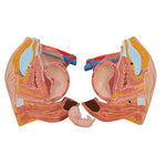 Deluxe Dual Sex Human Torso Model with Opened Back, 28 part - 3B Smart Anatomy