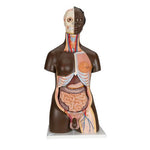 Deluxe Dual Sex African Torso Model, 24 part - 3B Smart Anatomy